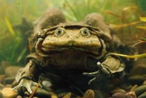 Aquatic Scrotum Frog 