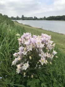Aquilegia or Columbine by the fishing lakes today thriving in the absence of fishermen