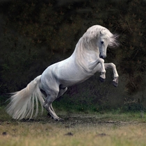 Arabian Horse 