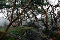 Arbutus Trees Vancouver Island 