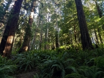 Arcata Redwood Forest 