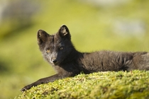 Arctic fox Paul Souders 