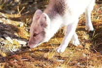 Arctic Fox Vulpes lagopus at CFS Alert Nunavut 