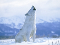 Arctic Wolf 