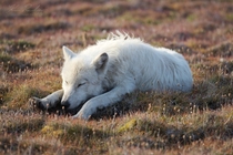 Arctic wolf having a nap at CFS Alert 