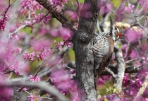 Arizona woodpecker Leuconotopicus arizonae enjoying spring in Arizona 