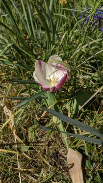As you enjoyed the last tulip