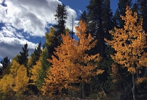 Aspen Fall colors - Populus tremuloides 
