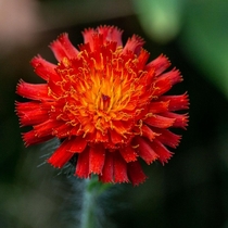 Aster subtly going from red to orange 