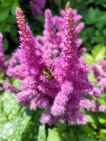 Astilbe chinensis Little Vision in Pink with a little fuzzy visitor 
