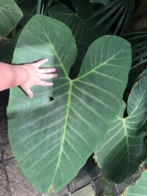 At Mexico citys botanical garden  hand for scale 