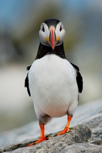 Atlantic Puffin Photo credit to Ray Hennessy