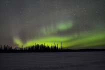 Aurora borealis over Denali in the background and a stand of spruce in the foreground