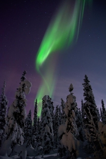 Aurora over a snow-covered forest in Fairbanks Alaska 