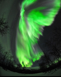 Auroral Beauty