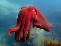 Australia Giant Cuttlefish