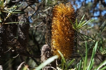 Australian Banksia in the Blue Mountains  OC