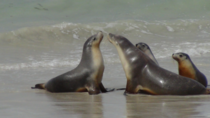 Australian Fur Seals at Seal Bay Kangaroo Island 