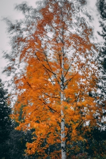 Autumn birch in heavy wind 