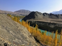 Autumn Colors along Indus River Ladakh India 