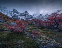 Autumn colors of Patagonia 