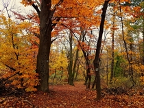 Autumn colours in Normafa - Budapest Hungary  x  