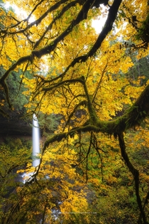 Autumn Framing of North Falls at Silver Falls State Park Oregon 