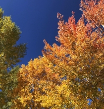 Autumn in Colorado 