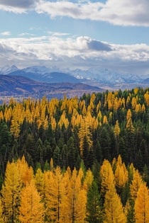 Autumn in Montana We dont get as many colors as the east coast but there is gold in them there hills 