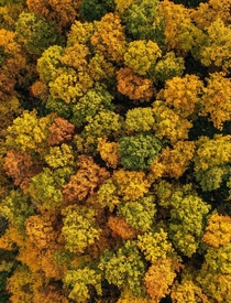 Autumn is when trees look like colored cauliflower Bavaria Germany  - Insta glacionaut