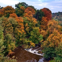 Autumn leaves near Linlithgow Scotland 