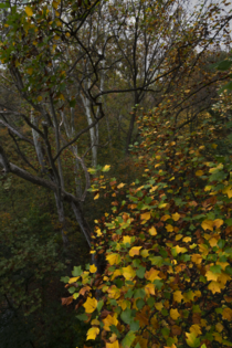 Autumn leaves  Rock Creek Park - Washington DC - 