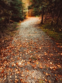 Autumn Path Canada 