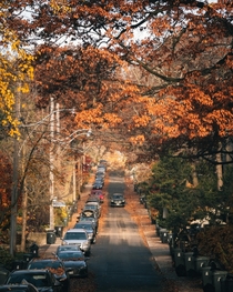 Autumn Streets in Toronto Canada 