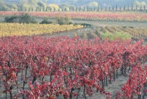 Autumn vineyard in France 