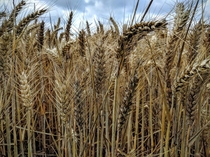 Autumn Wheat 