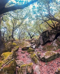 Autumnal colours of an ancient forest in southern Corsica 