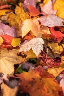 Autumnal maple leaves 