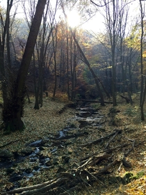 Autumnporn in the Transdanubian Mountains Pilis Hungary 