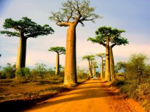Avenue of the Baobabs Morondava Madagascar 