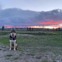 Awesome dog awesome sunset