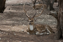 Axis deer stag and doe Axis axis - 