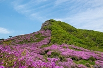 Azalea blossom on a mountain in Korea 