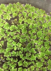 Azolla-one of the smallest ferns in the world found in Louisiana US 