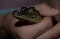 Baby aligator close-up 
