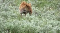 baby bison  yellowstone