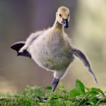 Baby Canadian Goose 