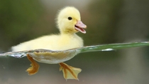 Baby Duckling 