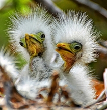 Baby Egrets 