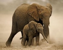 Baby Elephant with Mom 